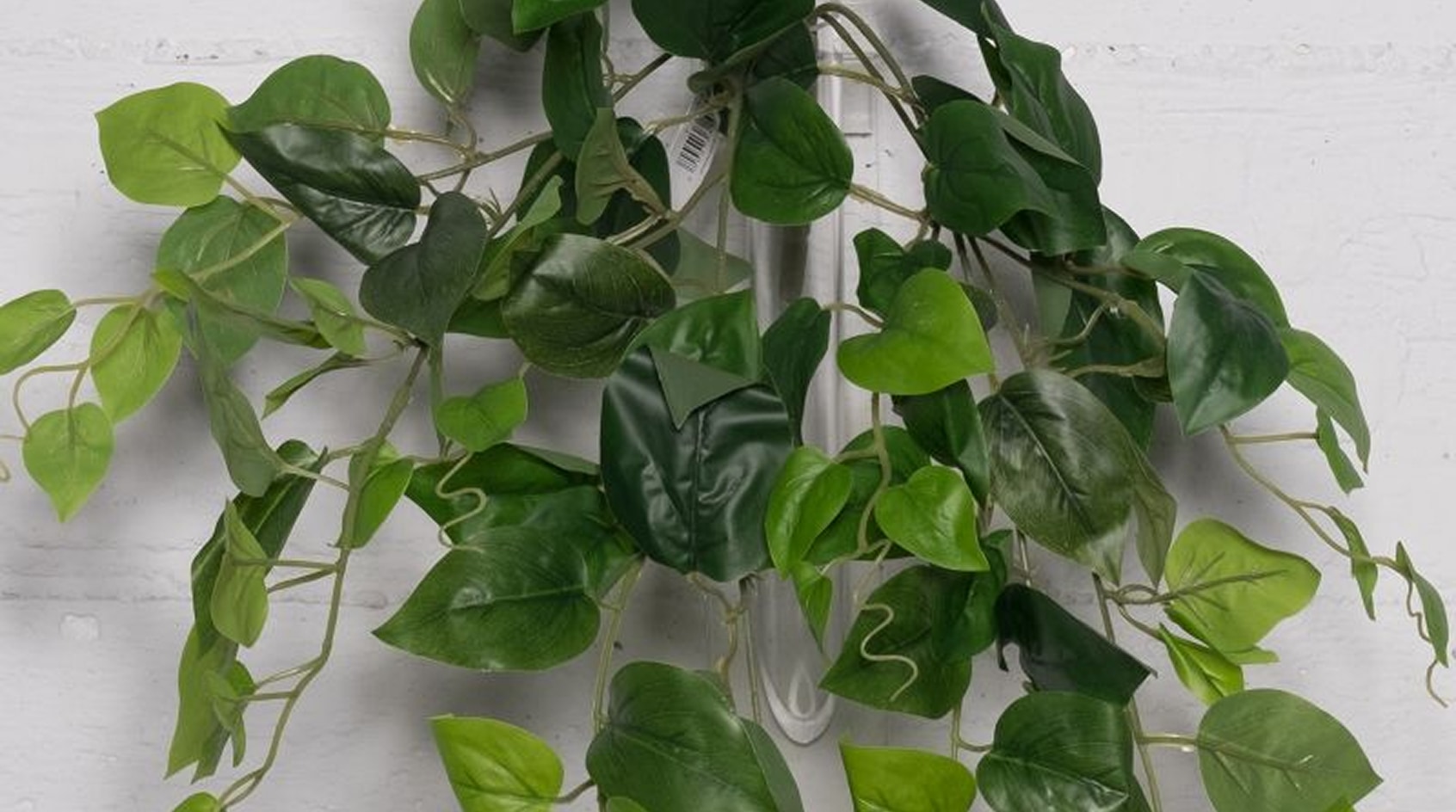 Plantas en maceta